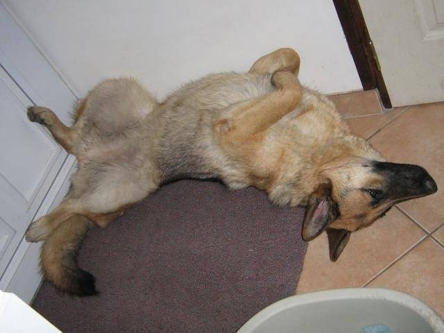 Betsy berger allemand - Berger Allemand