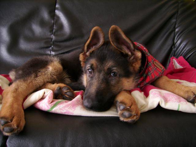 black berger allemand - Berger Allemand