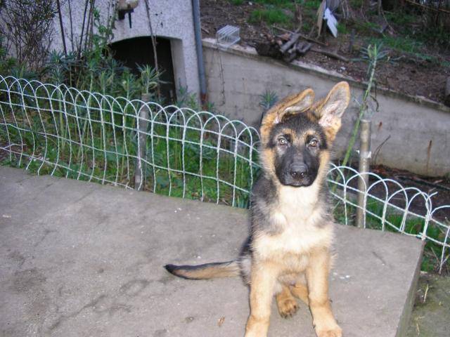 Berger Allemand - Buck - Berger Allemand