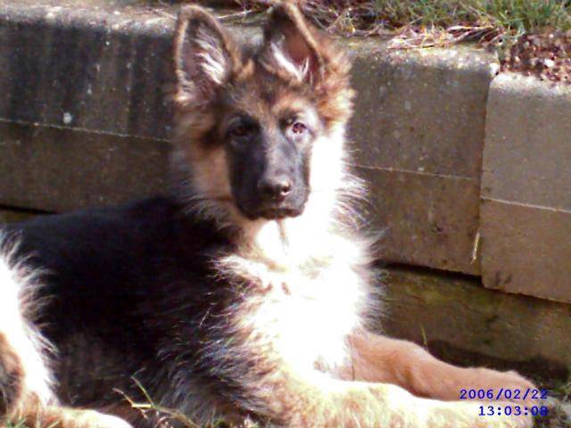 Broock, Berger Allemand - Berger Allemand