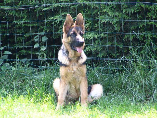 berger allemand canelle - Berger Allemand