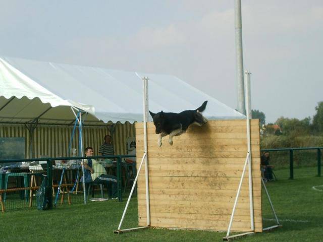super vadim! lol encore lui berger allemand - Berger Allemand