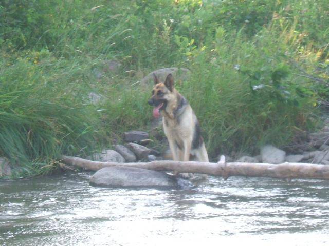 berger allemand, Tanya - Berger Allemand