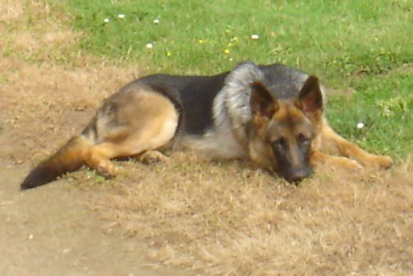 colby berger allemand - Berger Allemand