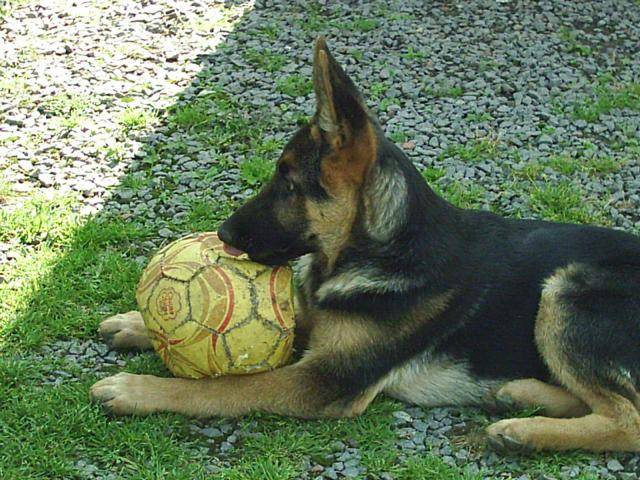 berger allemand - Berger Allemand