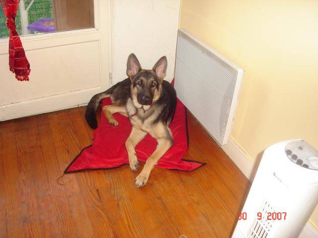 berger allemand calico - Berger Allemand