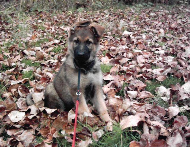 Arès: berger allemand à 2 mois - Berger Allemand (2 mois)