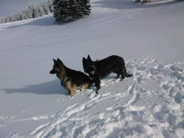 Berger Allemand Poil Long - Berger Allemand