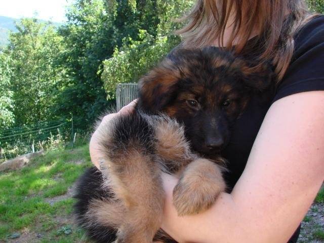 Berger allemand poils long CAYA - Berger Allemand