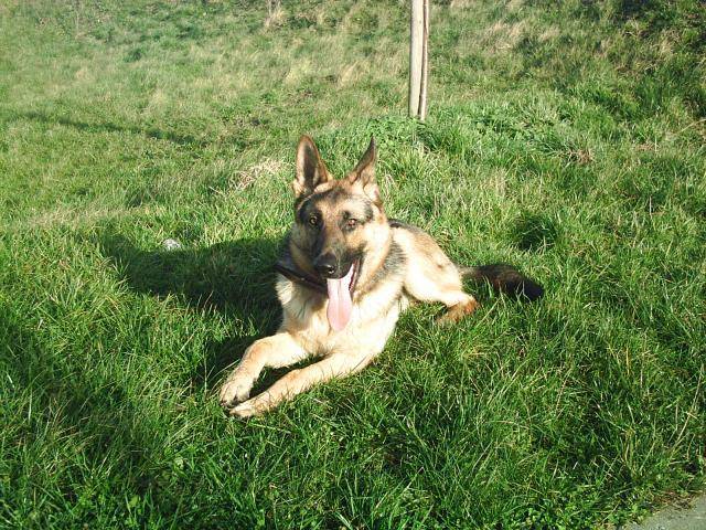 berger allemand mack - Berger Allemand