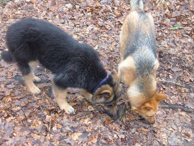 COOPER, Berger Allemand - Berger Allemand