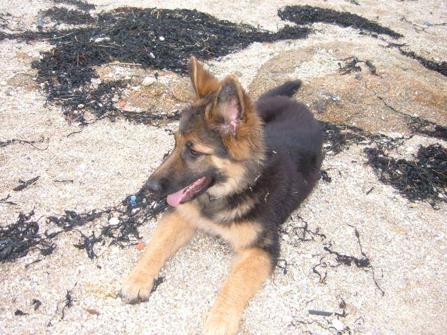 berger allemand Cooper - Berger Allemand