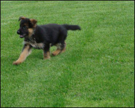 URANE femelle berger allemand - Berger Allemand