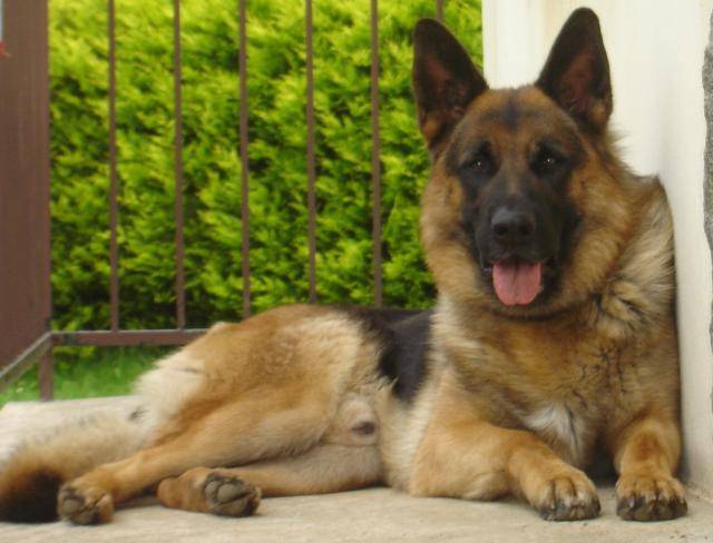 colby du grand ouest berger allemand - Berger Allemand