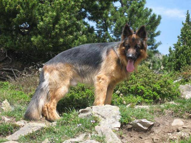 BARRY BERGER ALLEMAND A POILS LONGS - Berger Allemand