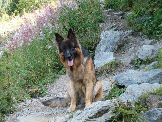 BERGER ALLEMAND BARRY DE GERONIMO - Berger Allemand