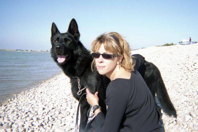 DINNO berger allemand noir,chien de travail - Berger Allemand