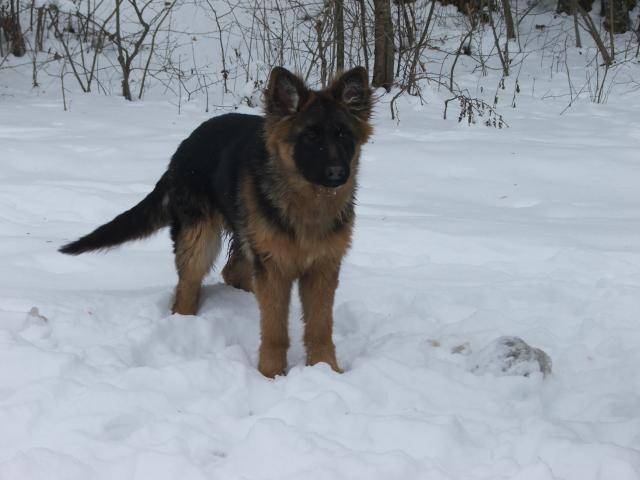 berger allemand - Berger Allemand