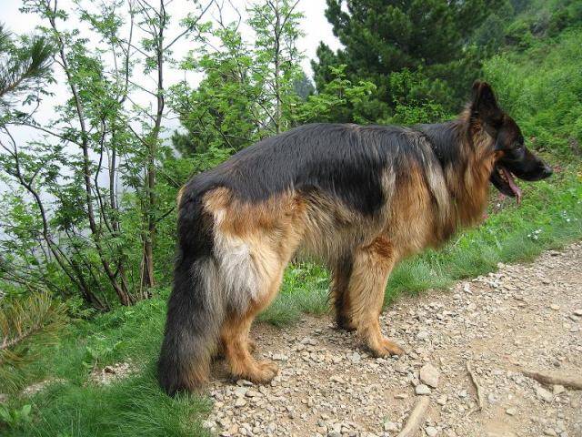 BERGER ALLEMAND BARRY DE GERONIMO - Berger Allemand