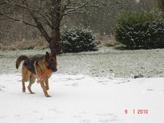 berger allemand - Berger Allemand