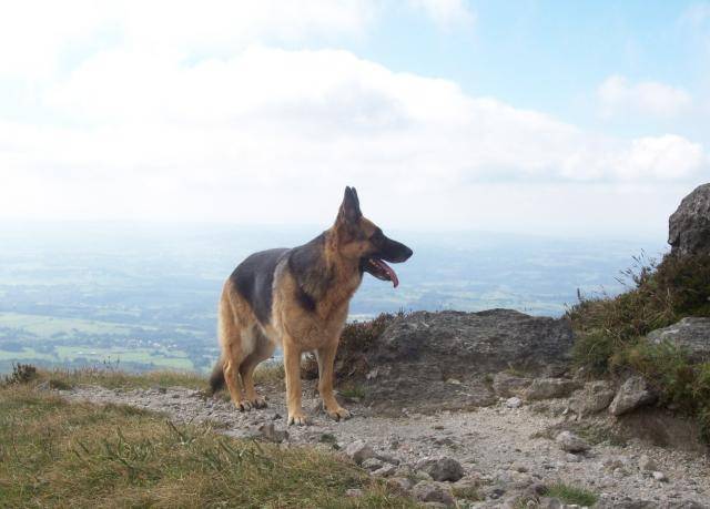Vanille berger allemand - Berger Allemand