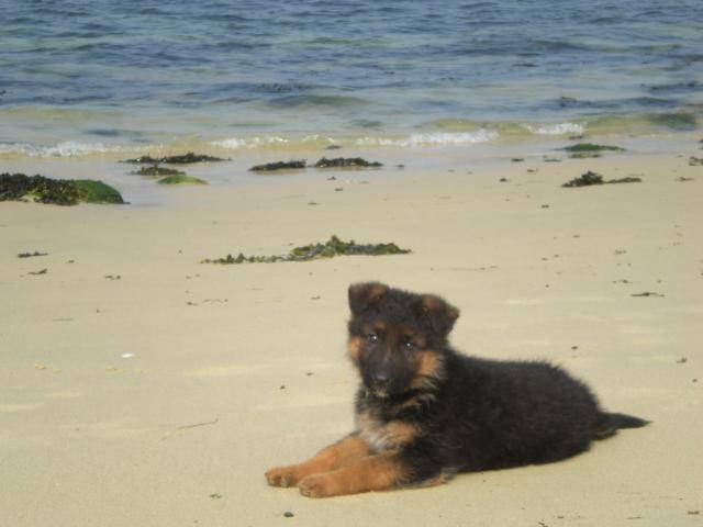 Guiness, berger allemand - Berger Allemand