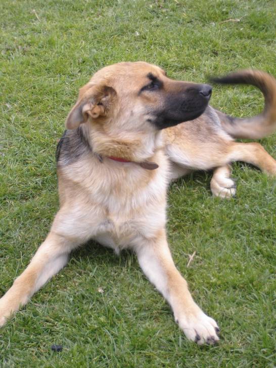 Elly ' - Berger Allemand Femelle (1 an)