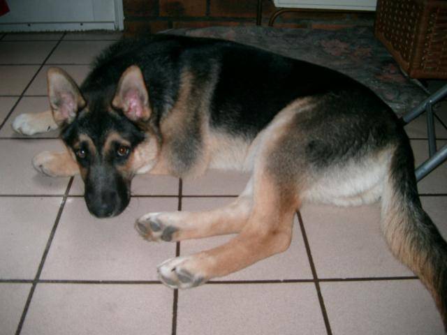 Berger Allemand croisé Husky - Berger Allemand