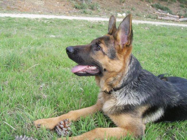 Cidjie - Femelle Berger Allemand de 5 mois - Berger Allemand (5 mois)