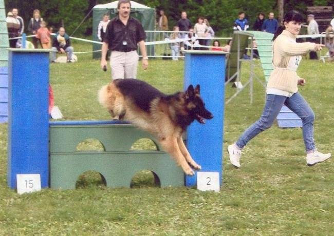 Païkan du Chant de la Bise 9 ans - Berger Allemand (9 ans)