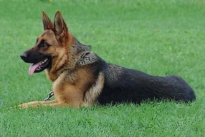 VICKY de la Vallée de Cuxa - Berger Allemand