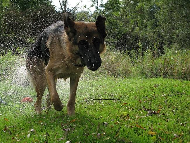 Alypse - Berger Allemand