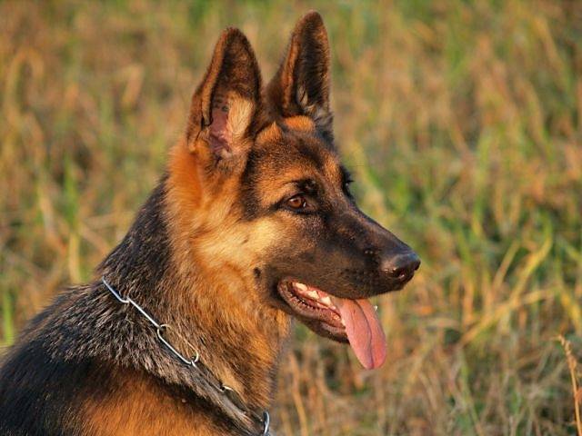 Belle chienne Berger Allemand dusty - Berger Allemand