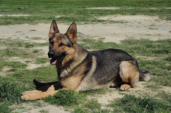 Hailey - Berger Allemand