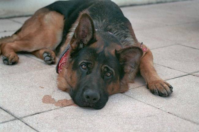 Cisko berger allemand de 2 ans - Berger Allemand (2 ans)