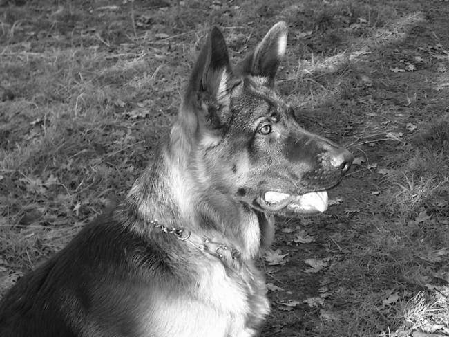 Cisko à 8 mois - Berger Allemand (8 mois)