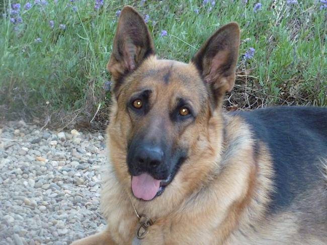 Diego: berger allemand 3 ans - Berger Allemand (3 ans)