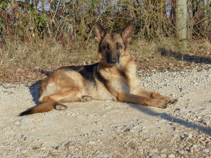 Belle - Berger Allemand Femelle (4 ans)