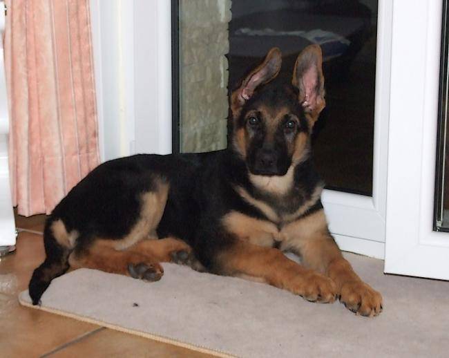 Falcon, jeune Berger Allemand - Berger Allemand