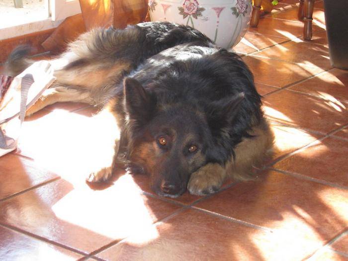 Titou 1 an/2 Berger Allemand à poils longs - Berger Allemand