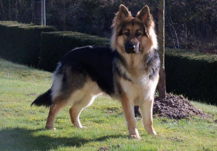 Diego berger allemand poils longs 1an 1/2 - Berger Allemand