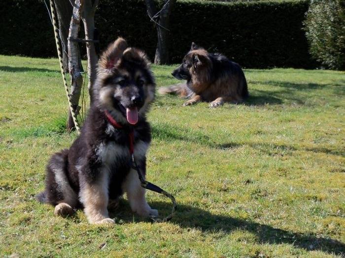 Diego à 3 mois en compagnie de son copain Tommy - Berger Allemand (3 mois)