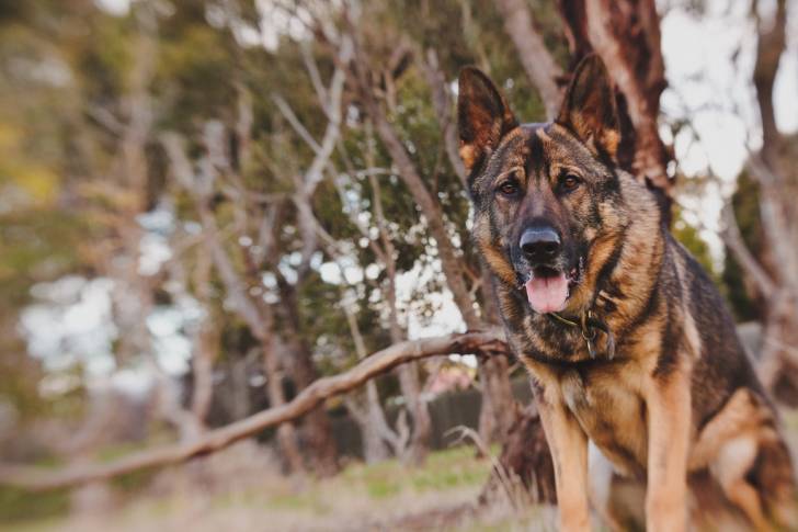 Un Berger Allemand assis dans des bois face à l'objectif