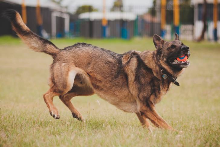 Un Berger Allemand qui vient de rattraper une balle