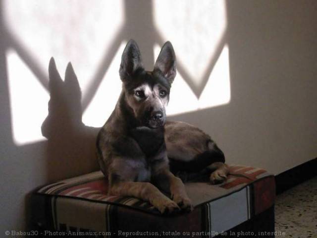 sam - Berger Allemand Mâle (5 mois)