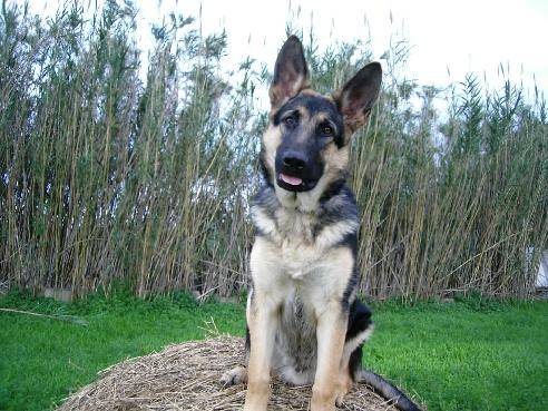 Lobo 5 mois - Berger Allemand (5 mois)
