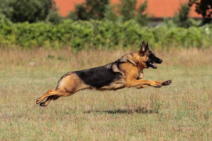 Un Berger Allemand qui court dans l'herbe