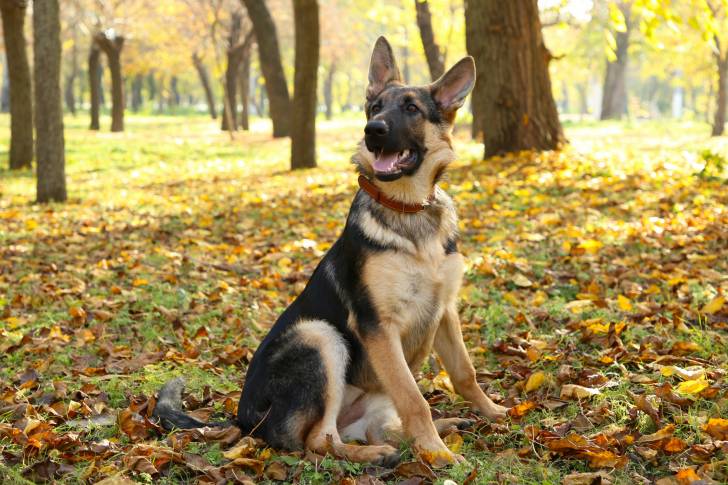 Un Berger Allemand assis dans les bois