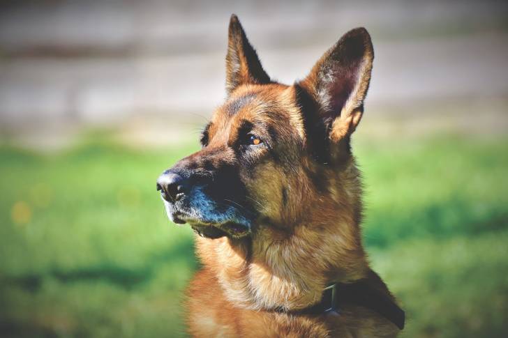 Un Berger Allemand vu de près et de face