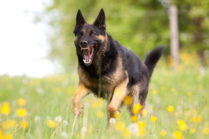 Un Berger Allemand courant dans une prairie